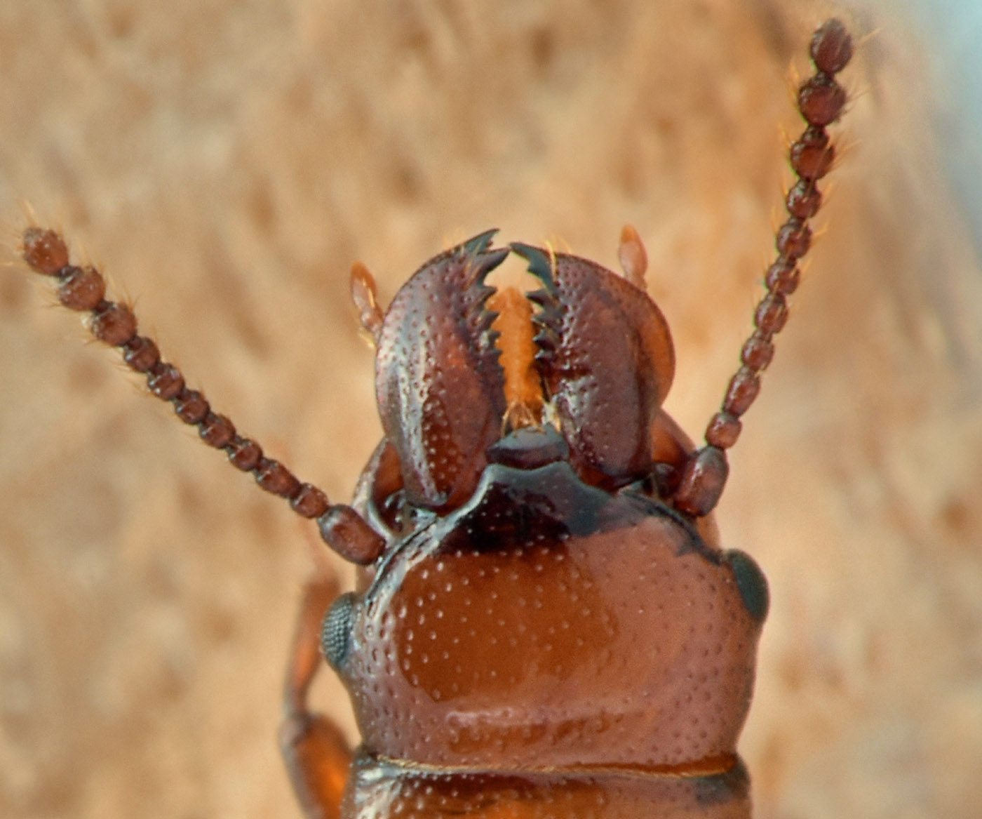 Prostomidae: Prostomis mandibularis